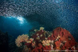 UW_RajaAmpat_3
