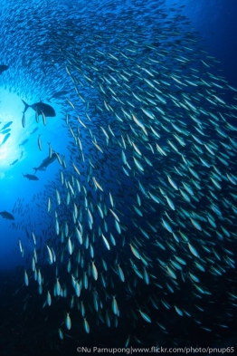 UW_RajaAmpat_5