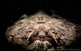 UW_RajaAmpat_6