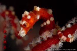 UW_RajaAmpat_7