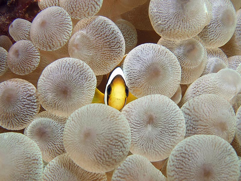 Maldives Liveaboard Diving | Explorer Ventures Fleet® Male-01