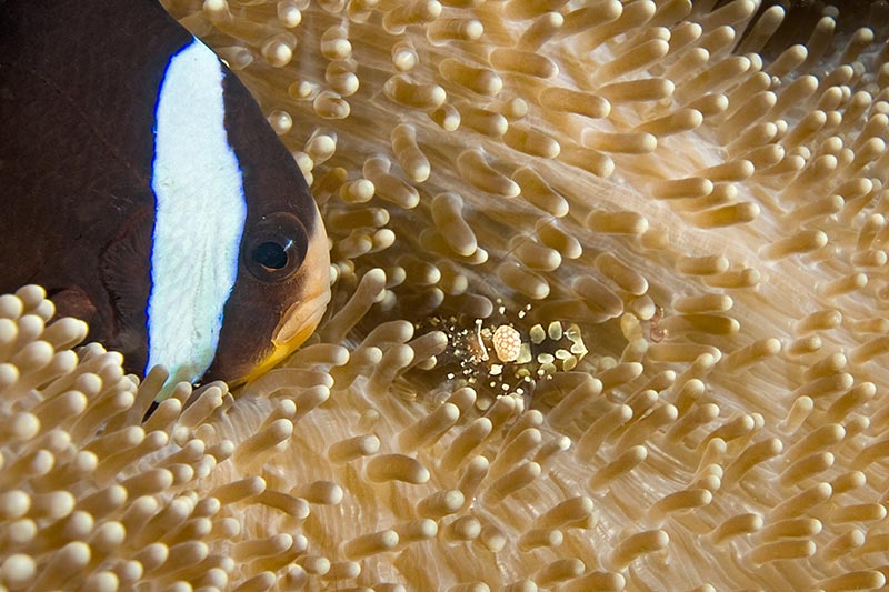 Maldives Liveaboard Diving | Explorer Ventures Fleet® Male-04
