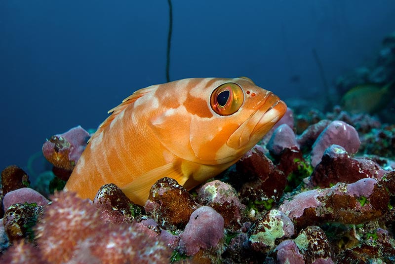 Maldives Liveaboard Diving | Explorer Ventures Fleet® Male-15