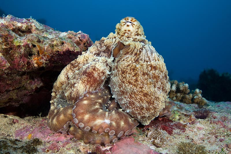 Maldives Liveaboard Diving | Explorer Ventures Fleet® Male-16