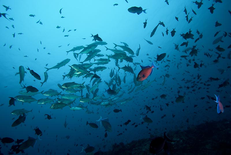 Maldives Liveaboard Diving | Explorer Ventures Fleet® Male-17