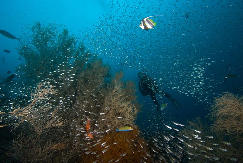 Maldives Liveaboard Diving | Explorer Ventures Fleet® Male-19