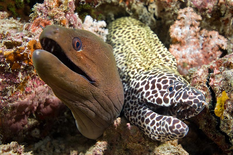 Maldives Liveaboard Diving | Explorer Ventures Fleet® Male-20