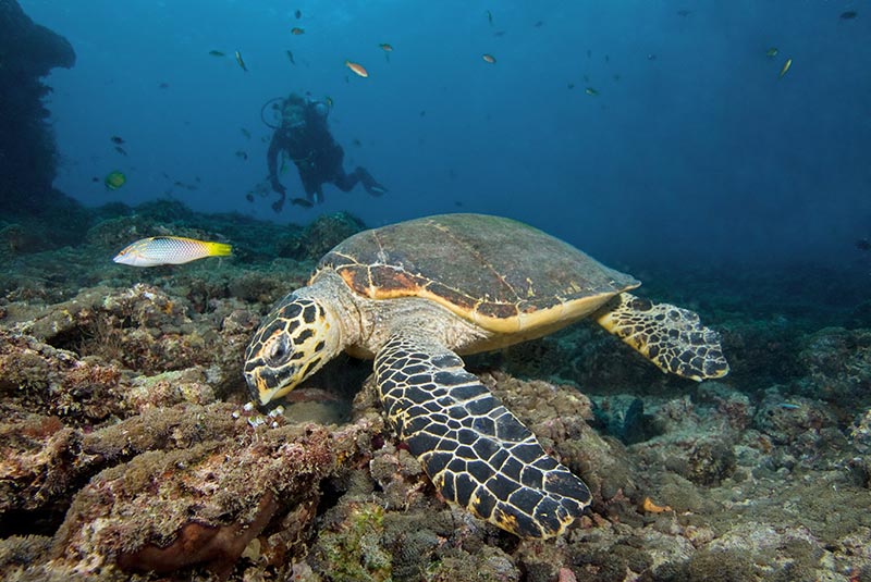 Maldives Liveaboard Diving | Explorer Ventures Fleet® Male-23