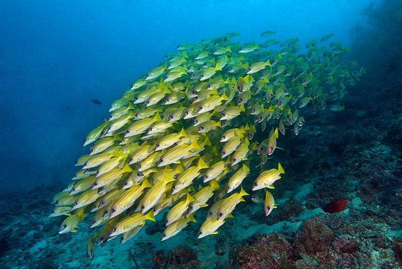 Maldives Liveaboard Diving | Explorer Ventures Fleet® Male-24