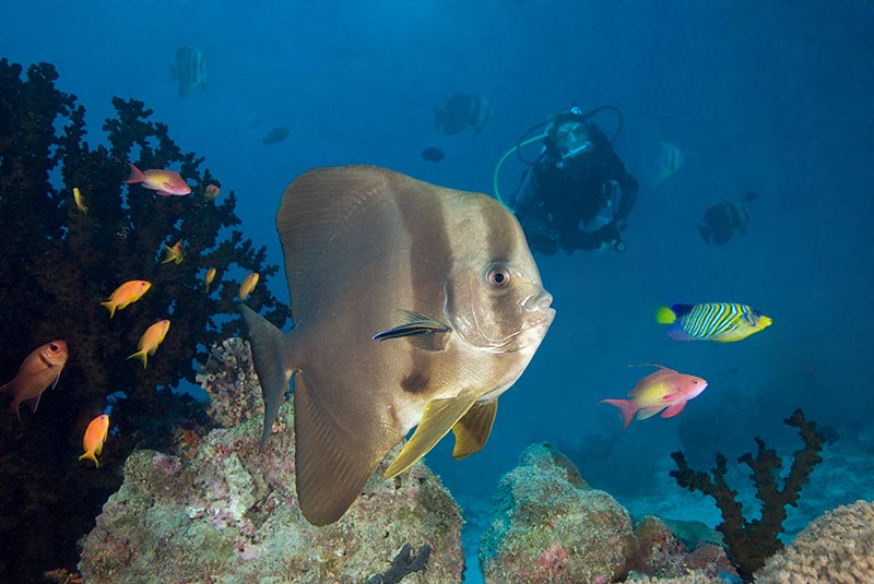 Maldives Liveaboard Diving | Explorer Ventures Fleet® Male-25