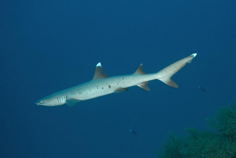 Maldives Liveaboard Diving | Explorer Ventures Fleet® Male-27