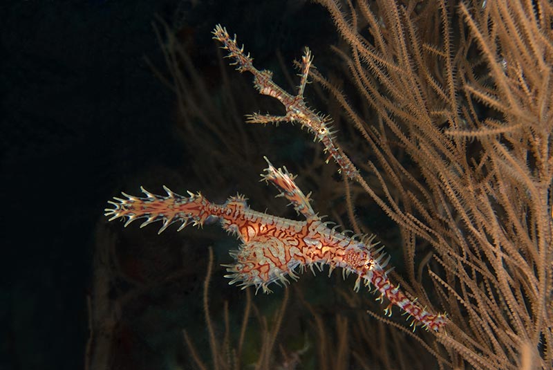 Maldives Liveaboard Diving | Explorer Ventures Fleet® Male-30