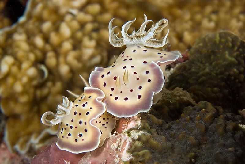 Maldives Liveaboard Diving | Explorer Ventures Fleet® Male-35