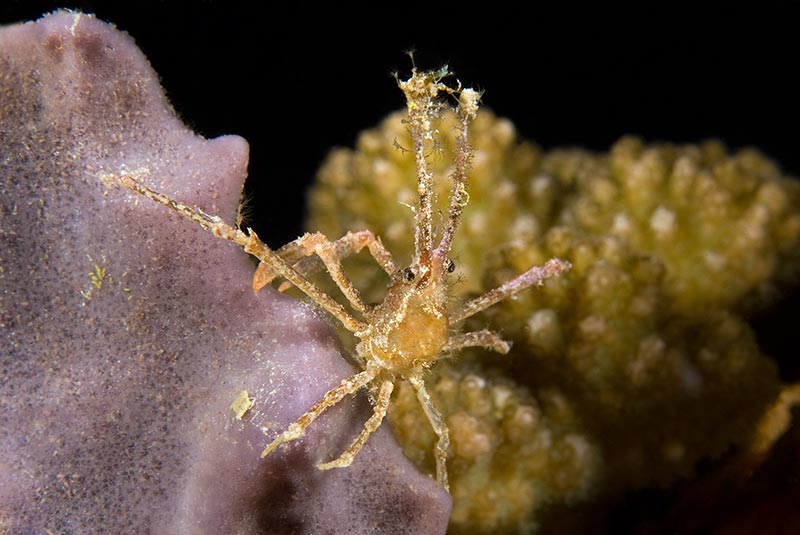 Maldives Liveaboard Diving | Explorer Ventures Fleet® Male-40