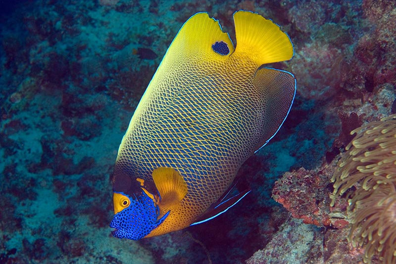 Maldives Liveaboard Diving | Explorer Ventures Fleet® Male-46