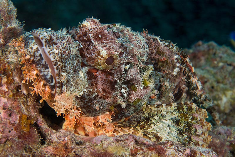 Maldives Liveaboard Diving | Explorer Ventures Fleet® Male-47