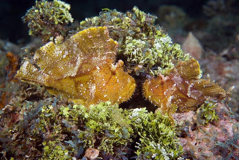 Maldives Liveaboard Diving | Explorer Ventures Fleet® Male-50