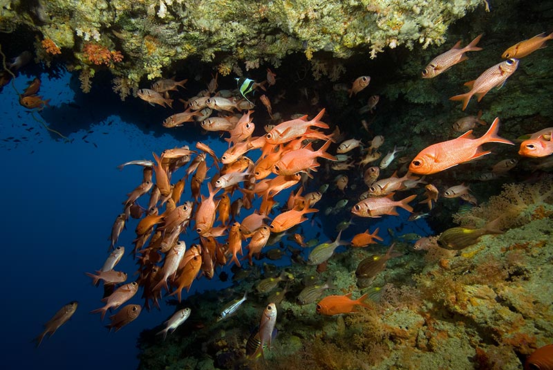 Maldives Liveaboard Diving | Explorer Ventures Fleet® Male-53