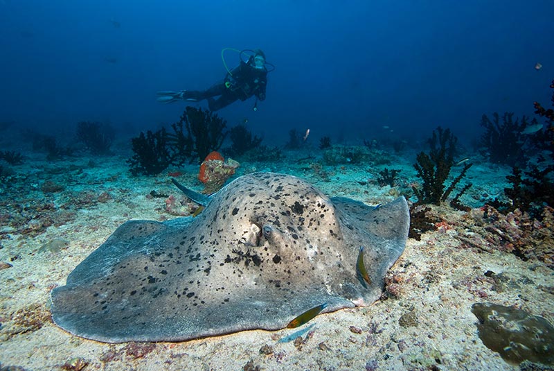 Maldives Liveaboard Diving | Explorer Ventures Fleet® Male-56
