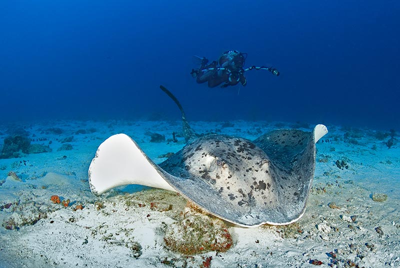 Maldives Liveaboard Diving | Explorer Ventures Fleet® Male-57