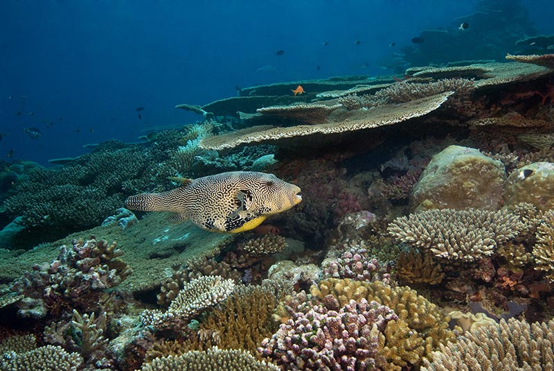 Maldives Liveaboard Diving | Explorer Ventures Fleet® Male-59
