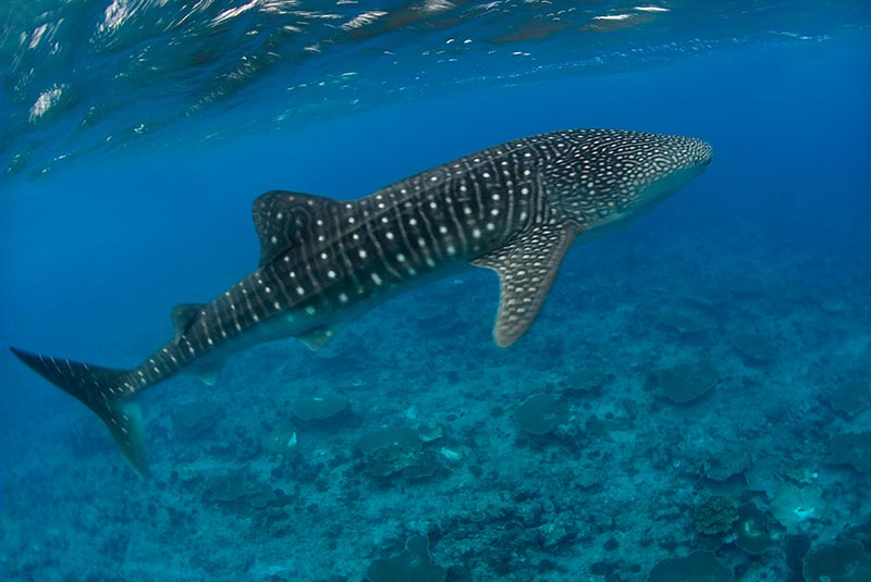 Maldives Liveaboard Diving | Explorer Ventures Fleet® Male-60