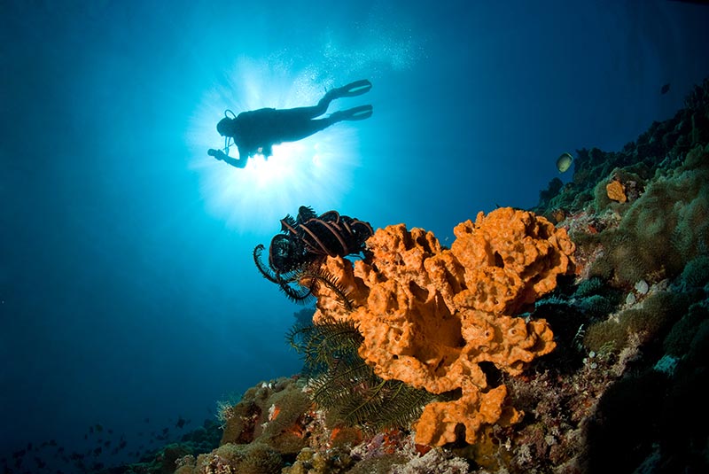Maldives Liveaboard Diving | Explorer Ventures Fleet® Male-73