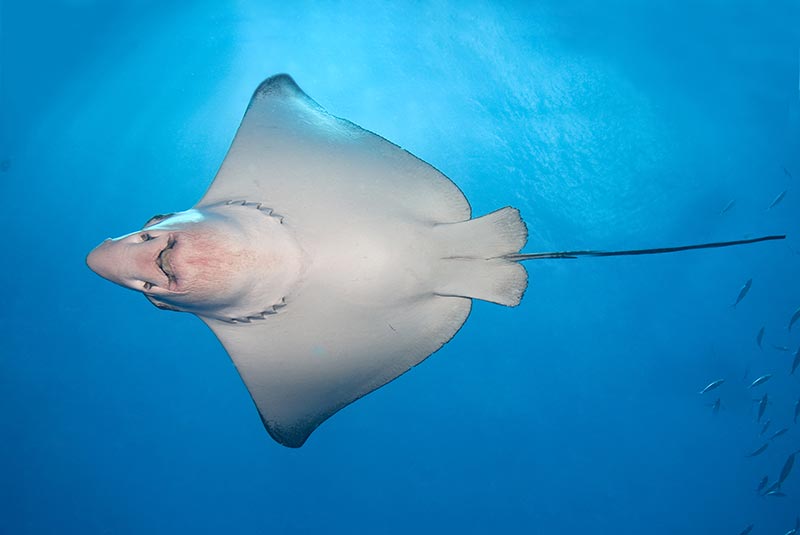 Maldives Liveaboard Diving | Explorer Ventures Fleet® Male-75