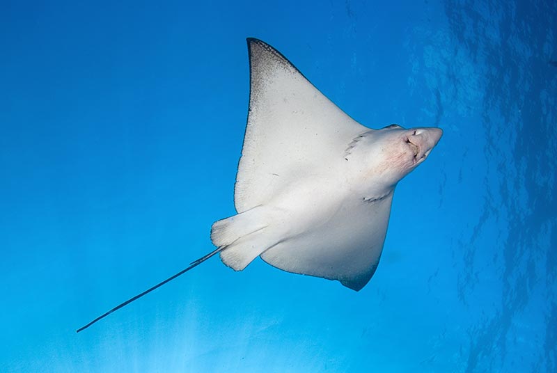Maldives Liveaboard Diving | Explorer Ventures Fleet® Male-77