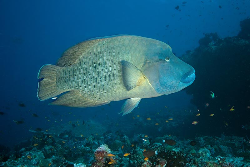 Maldives Liveaboard Diving | Explorer Ventures Fleet® Male-80