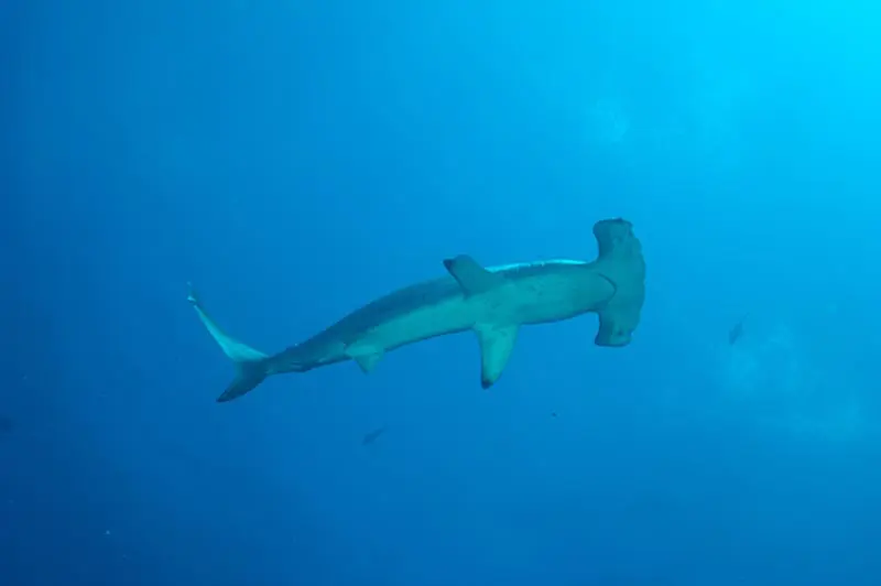 Galapagos shark diving photo