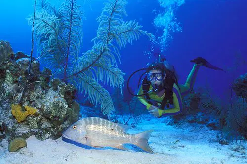 turks & caicos diving photos