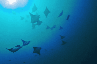 Galapagos Scuba Diving | Explorer Ventures Fleet® galapagos diving cruise