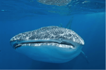 Galapagos Scuba Diving | Explorer Ventures Fleet® diving holidays in galapagos islands