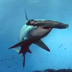 Schooling Hammerhead Shark scuba diving, Traveling to Galapagos for scuba diving.