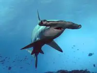 Traveling to Galapagos Islands: What You Should Know | Explorer Ventures Fleet® Schooling Hammerhead Shark scuba diving, Traveling to Galapagos for scuba diving.