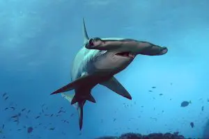 Schooling Hammerhead Shark scuba diving, Traveling to Galapagos for scuba diving.