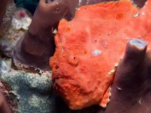 The Northeastern Caribbean – a love affair for the past 30 years! | Explorer Ventures Fleet® FrogfishCloser CEX2 February2016 BrianVaccaro | Explorer Ventures Fleet® Liveaboard Diving