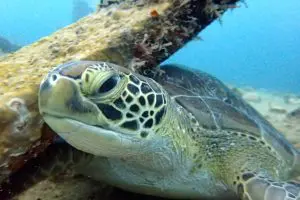 The Northeastern Caribbean – a love affair for the past 30 years! | Explorer Ventures Fleet® Green Turtle CEX2 2016 Jennie Arnold | Explorer Ventures Fleet® Liveaboard Diving