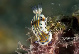 The Northeastern Caribbean – a love affair for the past 30 years! | Explorer Ventures Fleet® Nudibranch CEX2 2016 HartKerbel | Explorer Ventures Fleet® Liveaboard Diving