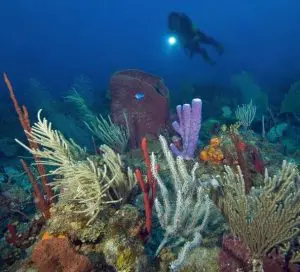 Coral-and-diver-Saba-Caribbean-Explorer-2-Explorer-Ventures-Liveaboard-Diving