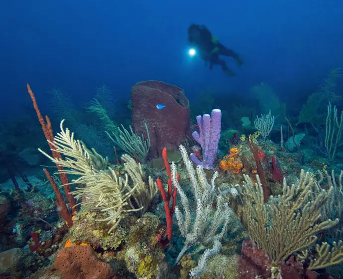 Single Travelers on Liveaboards | Explorer Ventures Fleet® Coral and Diver in Saba, Caribbean Explorer II