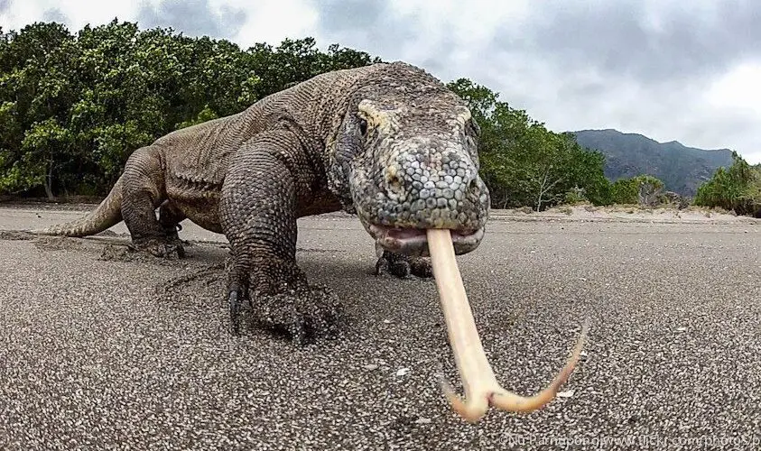 Komodo Dragon, Flores Island | Scuba Dive Indonesia