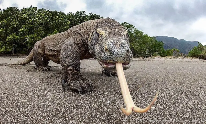 Komodo, Flores & Alor itineraries | Explorer Ventures Fleet® Komodo Dragon, Flores Island | Scuba Dive Indonesia