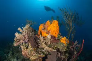 Dive Unspoiled Slices of the Caribbean