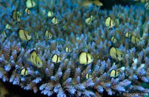 Scuba Diving Raja Ampat Indonesia - videos