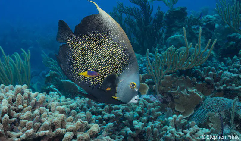 Give a Gift... To Yourself This Holiday Season | Explorer Ventures Fleet® FA1186_SteveFrink French Angelfish
