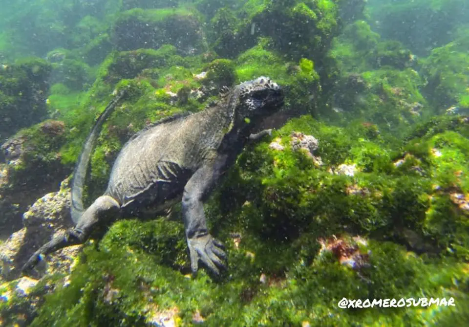Give a Gift... To Yourself This Holiday Season | Explorer Ventures Fleet® Marine Iguana of Cabo Douglas - Xavier Romero