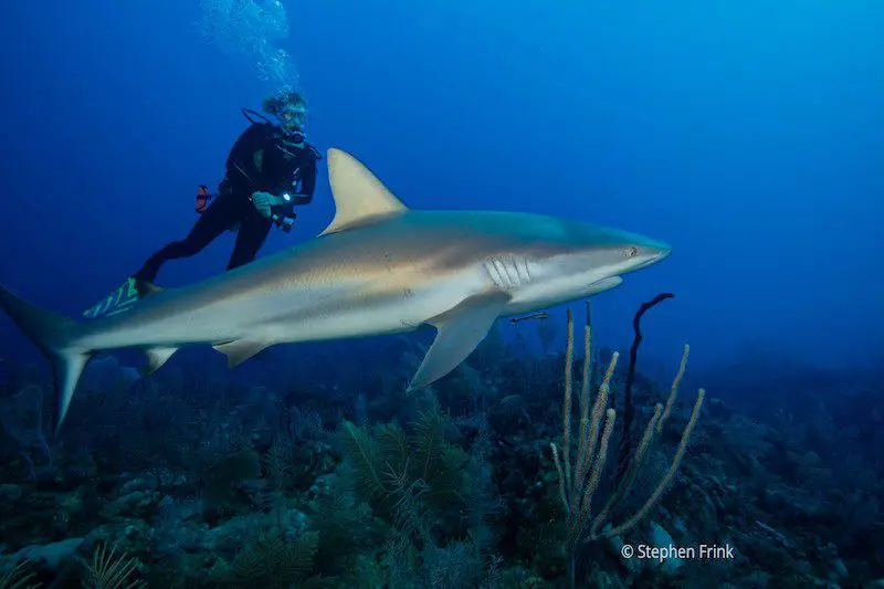 Give a Gift... To Yourself This Holiday Season | Explorer Ventures Fleet® W540414 SteveFrink 1 | Explorer Ventures Fleet® Liveaboard Diving