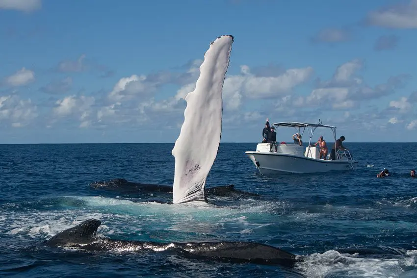 Give a Gift... To Yourself This Holiday Season | Explorer Ventures Fleet® Silver Bank Humpback Whale Expeditions | Silver Bank